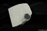 Spiny Lichid Trilobite Leonaspis #455-1